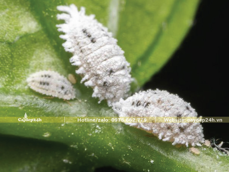 Rệp sáp hút nhựa và dinh dưỡng của cây
