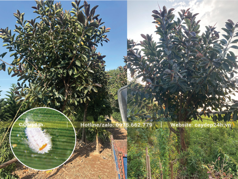 Rệp sáp là bệnh hại ở cây đa búp đỏ nghiêm trọng