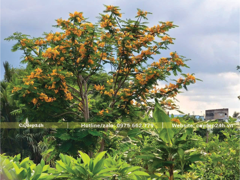 Phượng vàng nở bông màu vàng tươi