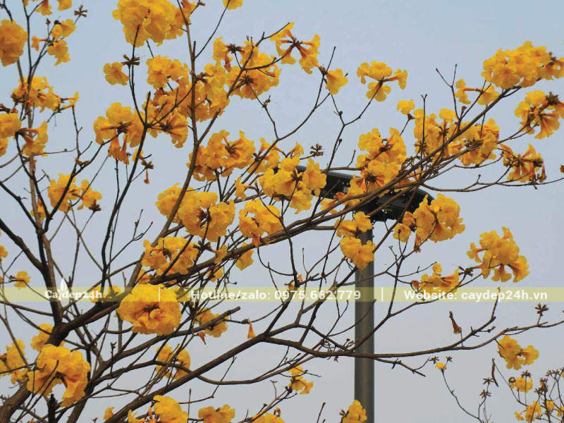 Cảnh quan căn nhà thêm đẹp nhờ trồng phong linh vàng