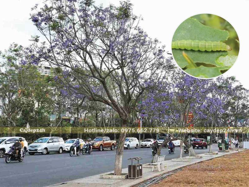 Sâu ăn lá có thể làm trụi nụ hoa nhanh chóng