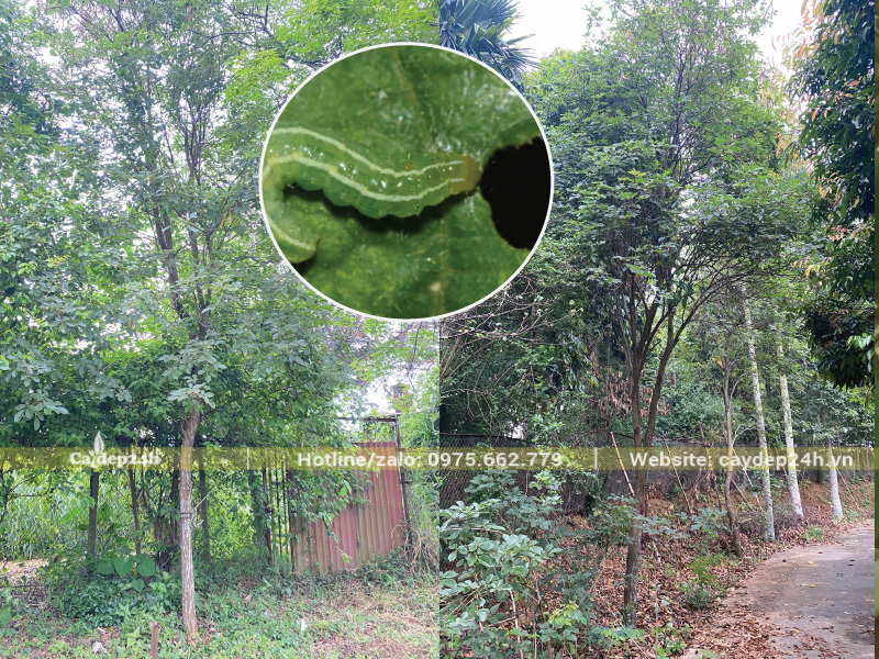 Sâu gặm lá cây nham nhở