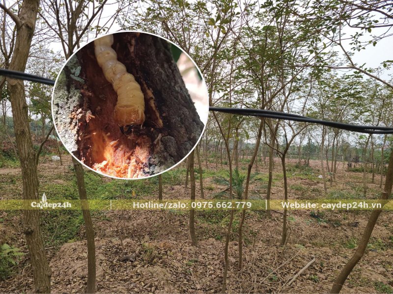 Sâu đục thân đục khoét, ăn gỗ trong thân cây