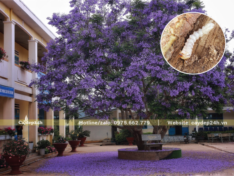 Sâu đục thân khiến thân cây phượng tím khô cứng