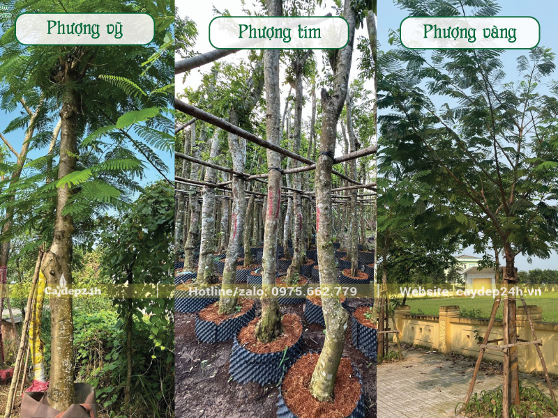 Sự khác biệt giữa thân cây các cây phượng