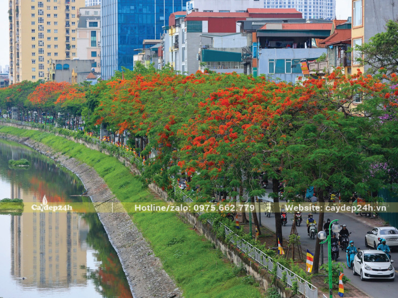 Tán phượng không làm ảnh hưởng đến dây điện