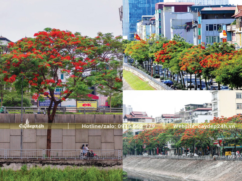 Tán cây chạm nhau vừa đủ để không tán nào bị che khuất