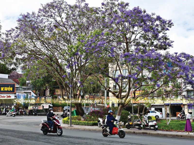 Phượng tím nở rộ tạo điểm nhấn ấn tượng