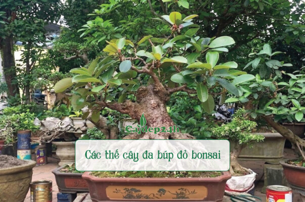 Tổng hợp các thế cây đa búp đỏ bonsai ấn tượng, độc đáo