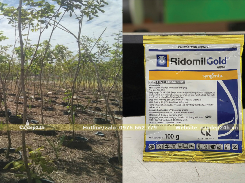 Dùng Ridomil Gold 68WG để xử lý tình trạng cây bị nấm, úng rễ