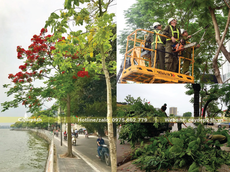 Chú ý tỉa tán cây phượng vĩ định kỳ