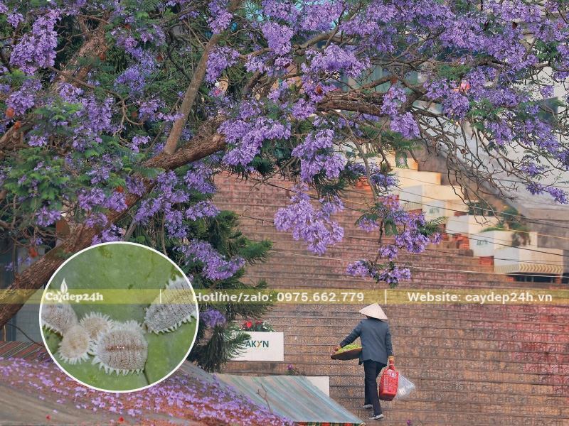 Rệp sáp hút nhựa khiến hoa héo, rụng dần