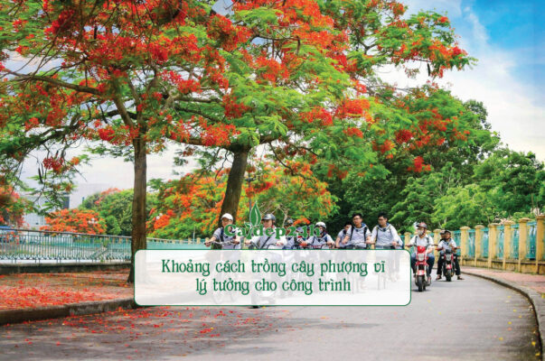 Chú ý trồng cây phượng vĩ với khoảng cách phù hợp