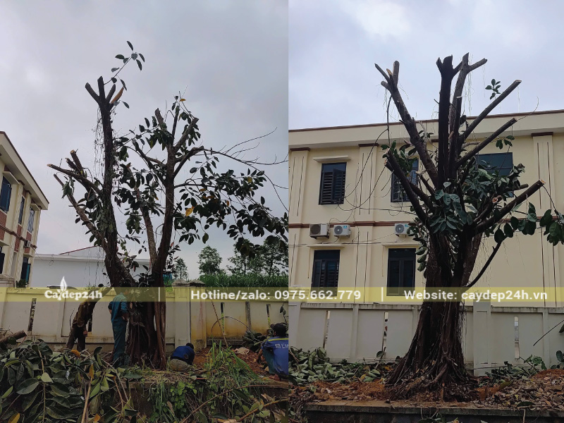 Trồng đa búp đỏ công trình lớn ở khuôn viên nhà máy