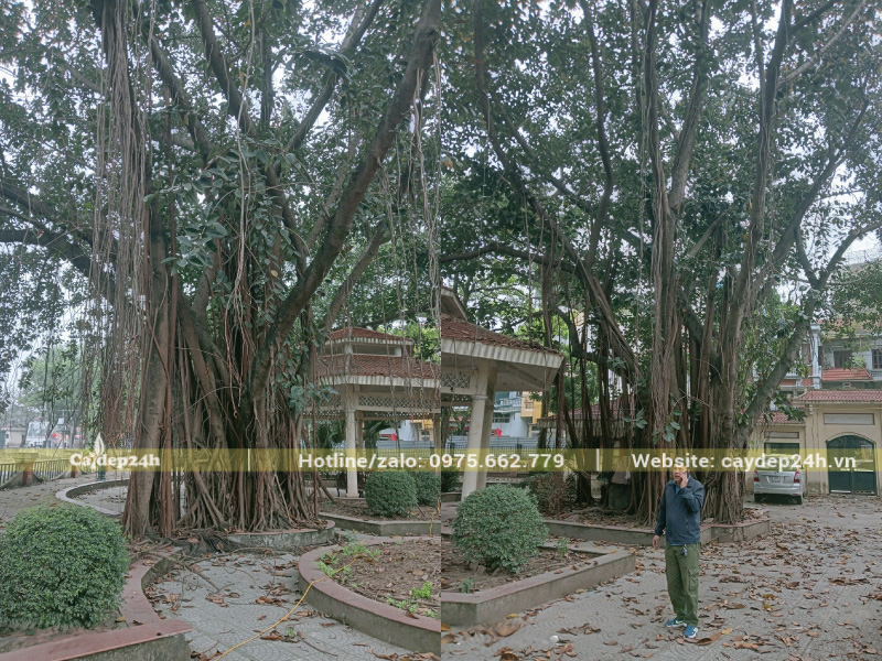 Cây đa búp đỏ cổ thụ tại không gian đền thờ