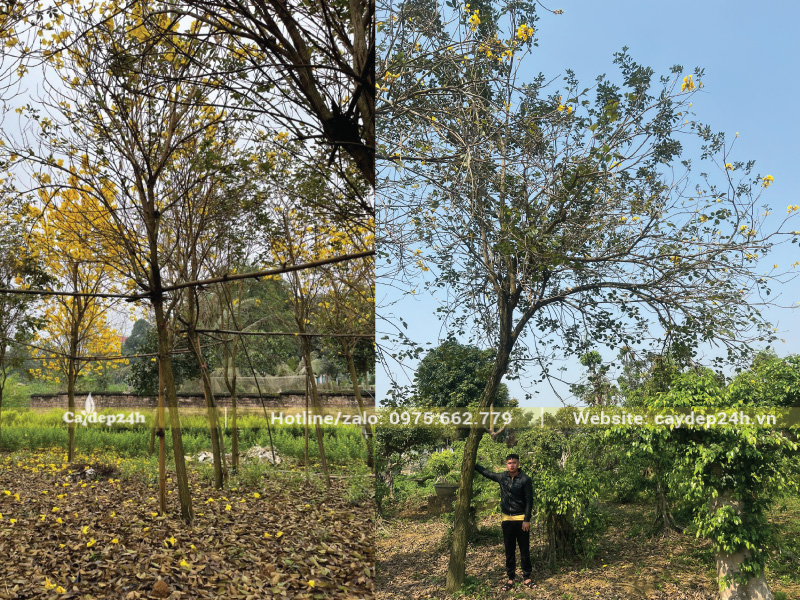 Thời điểm lý tưởng để trồng phong linh là khi thời tiết ấm áp