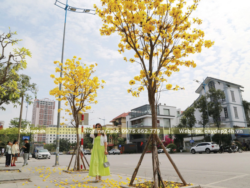 Trồng cây tại nơi quang đãng, đón nắng tốt