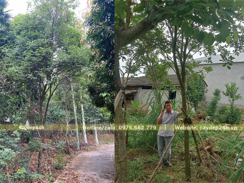 Hoàn toàn có thể trồng cây phong linh ở miền Nam