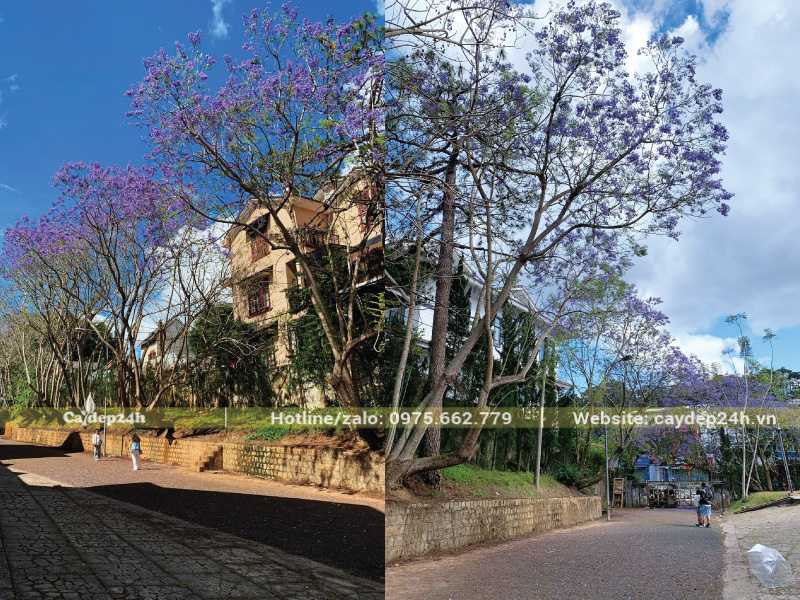 Phượng tím có thoát thân cùng các nhánh cao