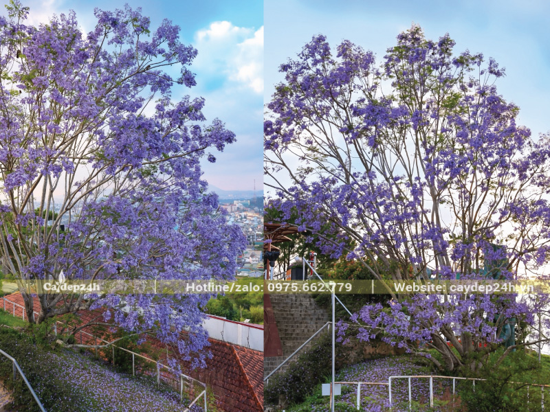 Hướng trồng đón nắng tốt trong sân vườn nhà