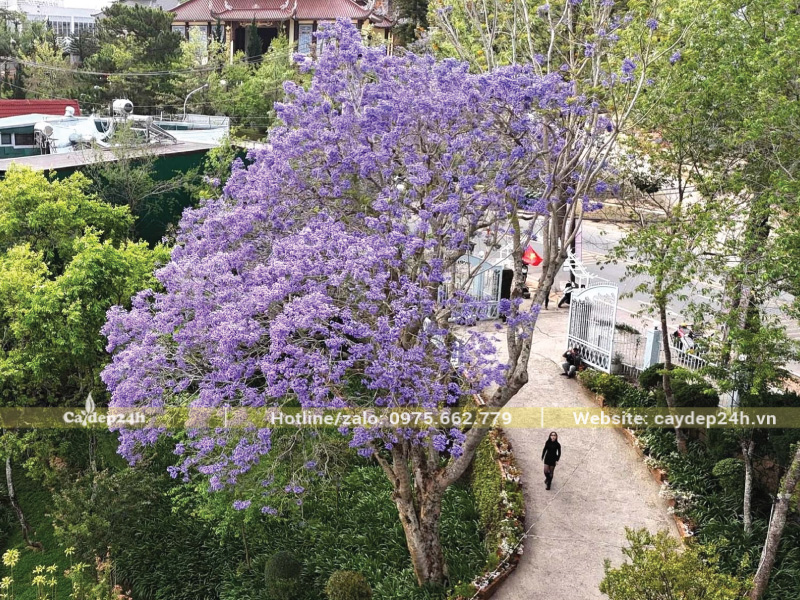 Phượng tím được trồng cách xa tường nhà