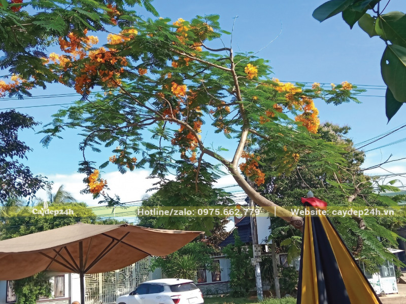 Trồng phượng vàng trước nhà cho không gian thêm đẹp