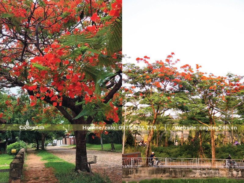 Phượng vĩ được trồng phổ biến tại công viên