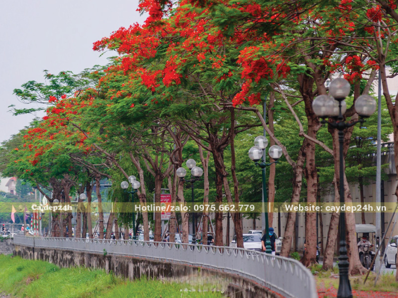 Trồng phượng vĩ tại vỉa hè có diện tích rộng