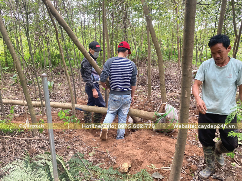 Thi công và chăm sóc cây phượng tím công trình chuyên nghiệp