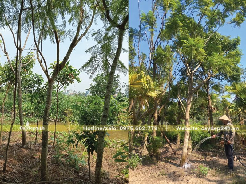 Tưới sâu cho phượng tím sau khi xiết nước kích hoa