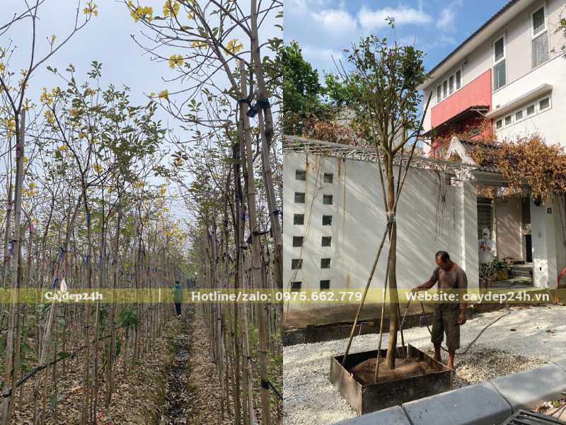 Chỉ tưới nước cho phong linh khi trời mắt, tránh thời điểm nắng gắt