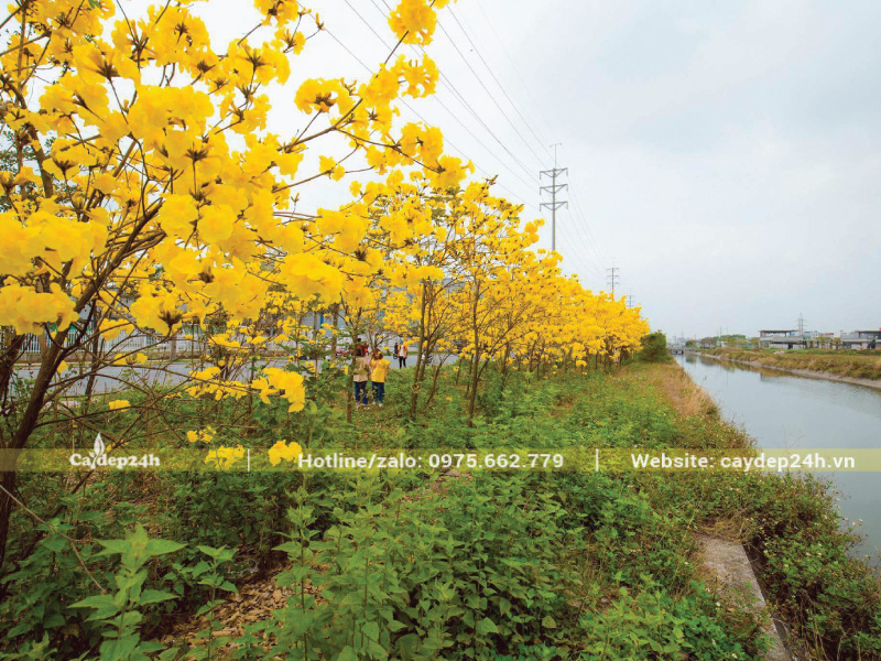 Trồng phong linh ở vị trí thoáng đãng