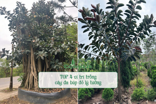 Các vị trí lý tưởng để trồng đa búp đỏ