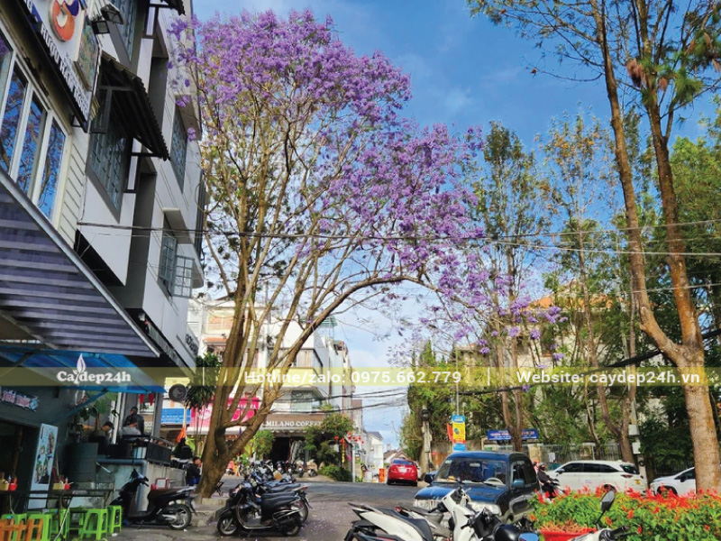 Trồng cây phượng tím trước nhà đón nắng tốt