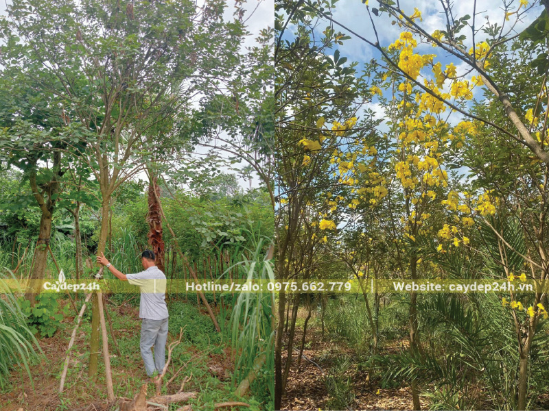 Ép cây ra hoa dễ dàng nhờ xiết nước