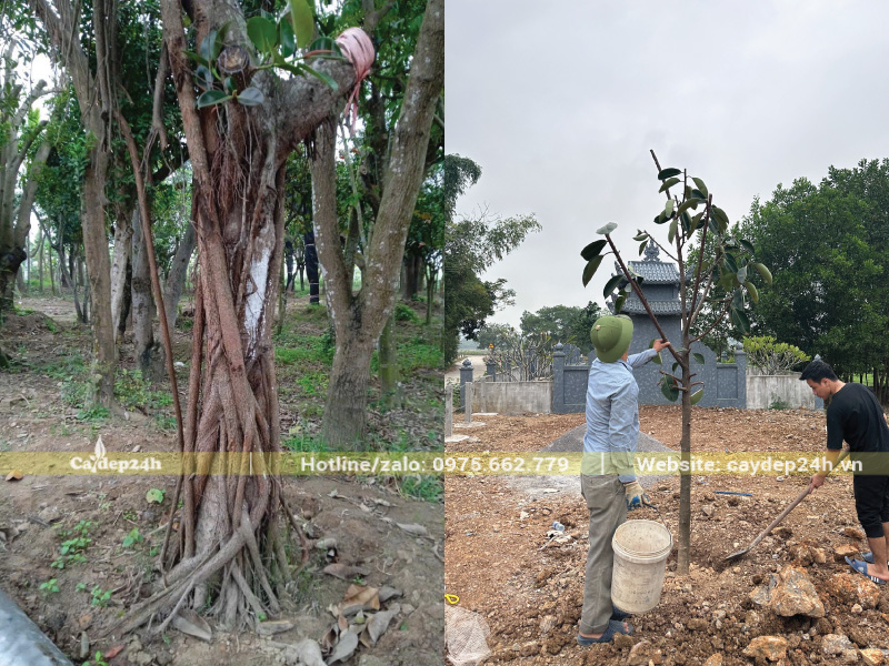 Đảm bảo đất tơi xốp trước khi trồng cây đa búp đỏ