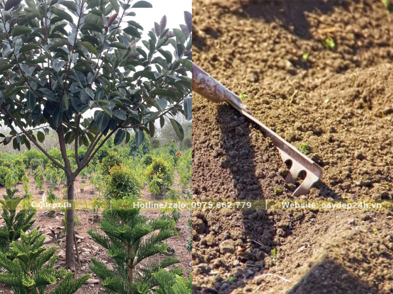 Đất tơi xốp cho cây sống khỏe