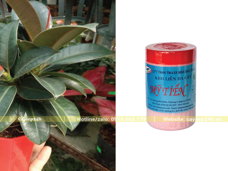 Dùng keo liền da cây cho các vết cắt trên cây đa búp đỏ