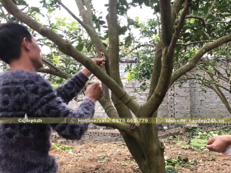 Chọc que thép nhỏ vào lỗ để lôi mùn cưa ra ngoài