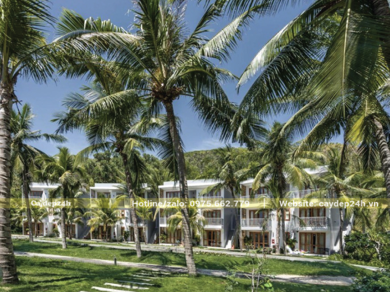 Dừa rất được ưa chuộng tại Casa Marina Resort 