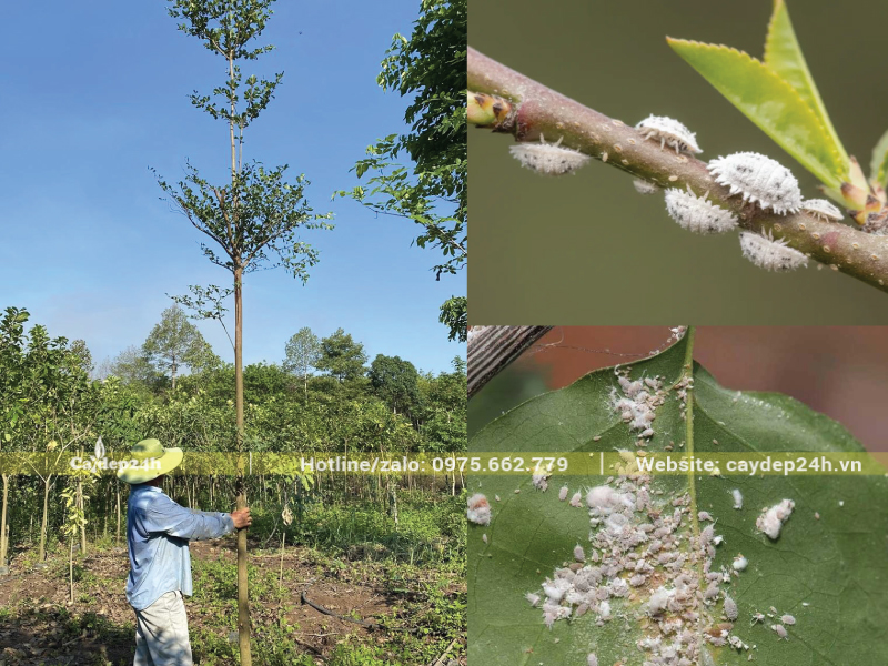 Cây bàng lá nhỏ bị rệp sáp nặng