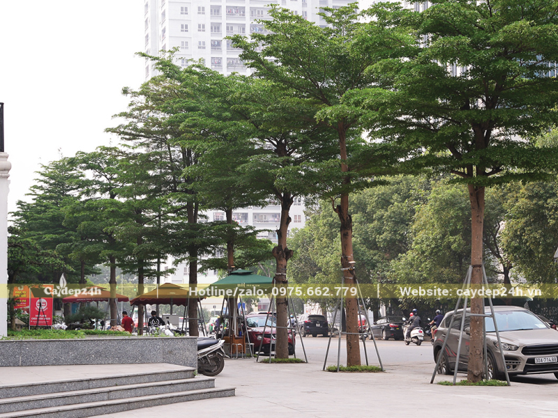 Hàng bàng Đài Loan xanh trên vỉa hè