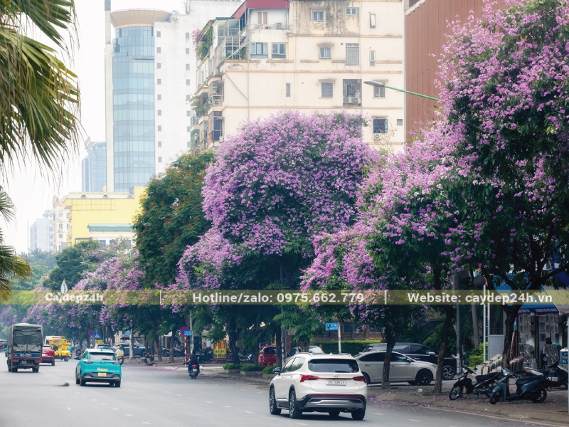 Bằng lăng với sắc hoa tím mộng mơ