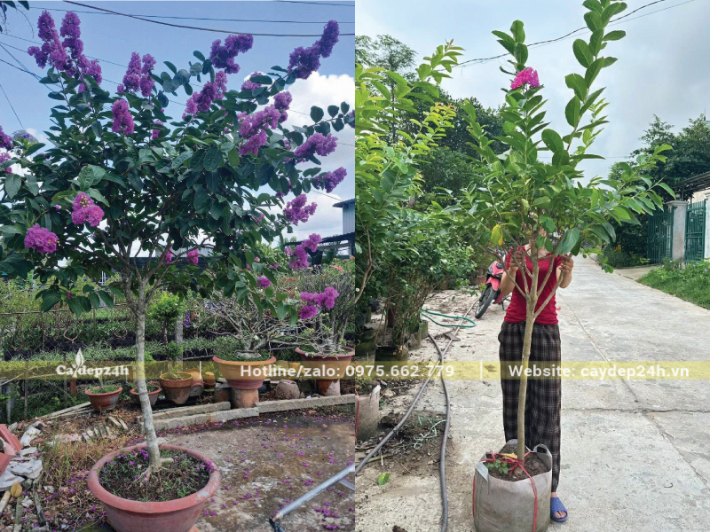 Bằng lăng Thái phân nhiều nhánh, cành