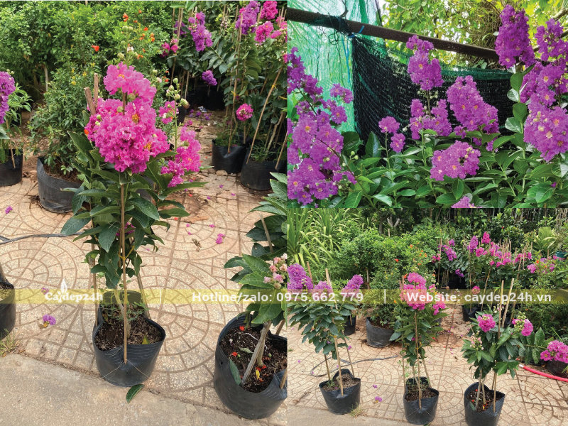 Sắc hoa bằng lăng Thái rất rực rỡ