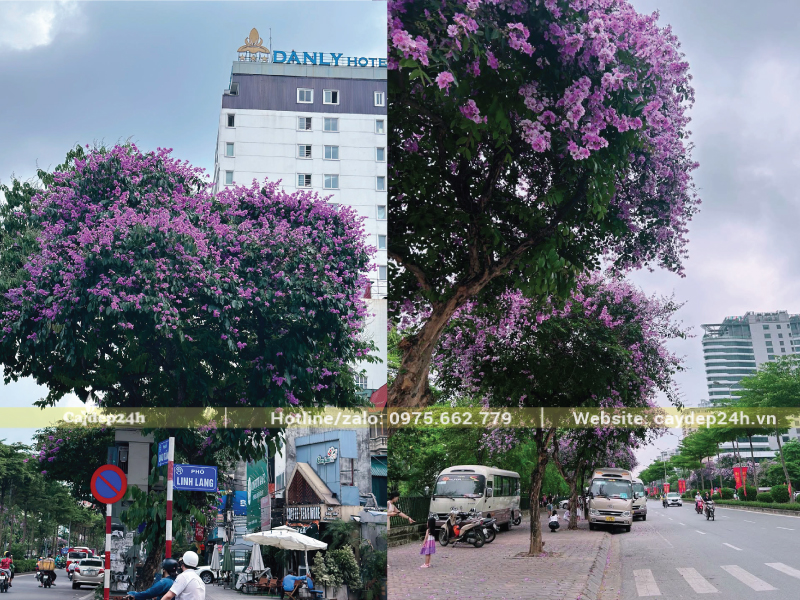 Cây bằng lăng tại đường phố cho thẩm mỹ cảnh quan đẹp