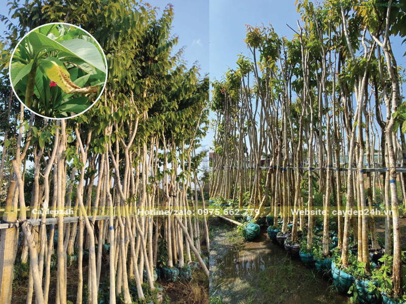 Bằng lăng bị thối rễ làm vàng lá