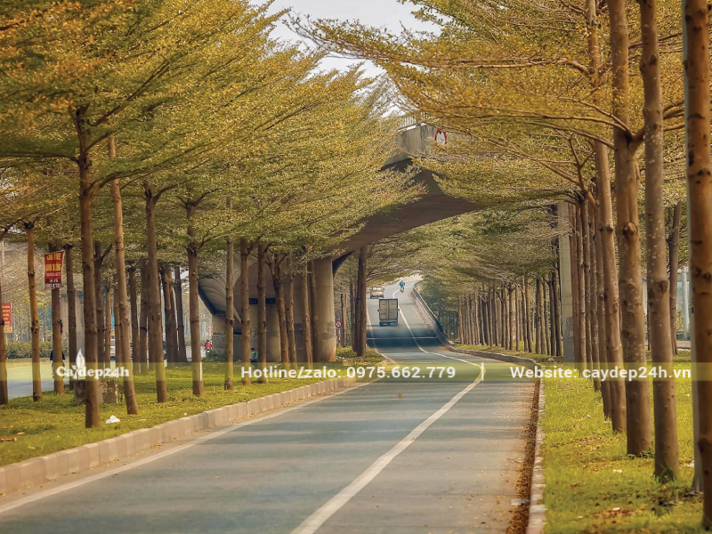 Cây rụng lá hàng loạt vào mùa đông hoặc mùa khô