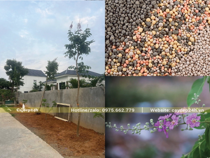 Tập trung bón phân nhiều Lân và Kali cho bằng lăng tím