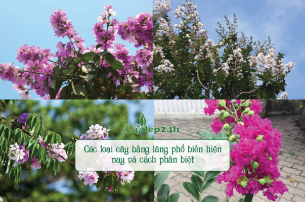 Phân biệt và chọn các loại cây bằng lăng phù hợp công trình